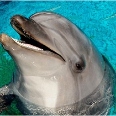 ハンドウイルカ