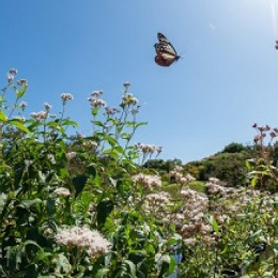 梅小路公園内の蝶々