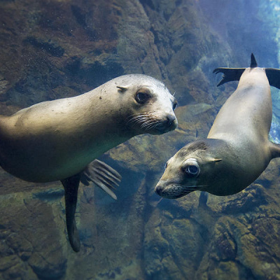 カリフォルニアアシカ