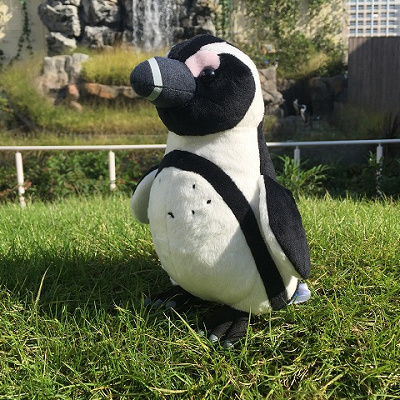 ケープペンギンぬいぐるみ（サンシャイン水族館オリジナル）