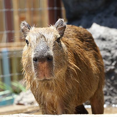 カピパラも人気の動物です！