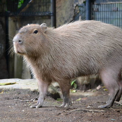 カピバラ
