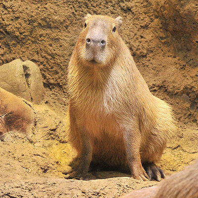 海遊館で飼育されているカピパラ