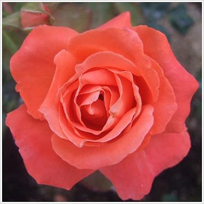 Catherine Deneuve(カトリーヌ・ドヌーヴ)