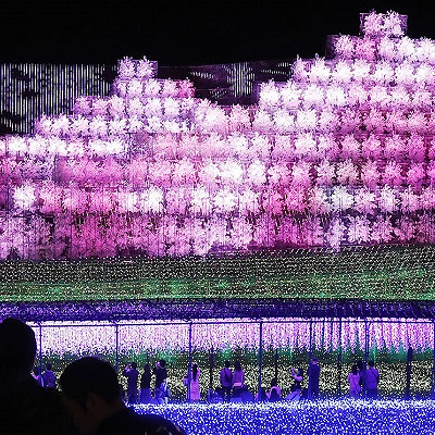 桜のイルミネーション