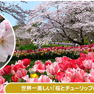 はままつフラワーパークの桜とチューリップ