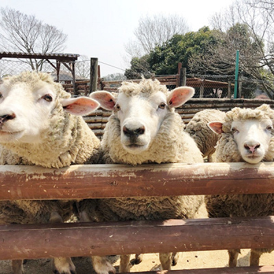 チャイルズファームの羊