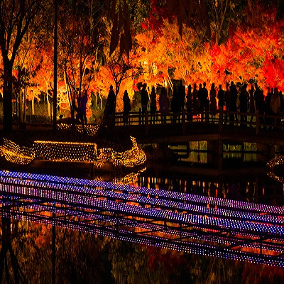 紅葉と光のコラボ