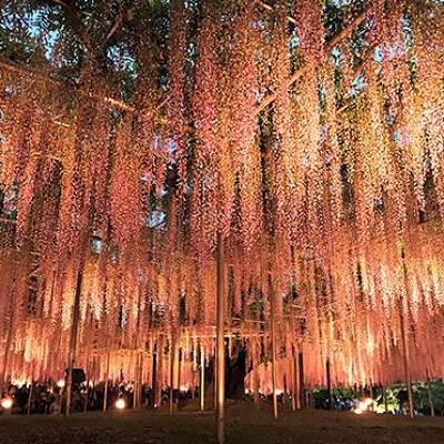 あしかがフラワーパークの混雑