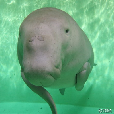 キュートなジュゴン「エレナ」