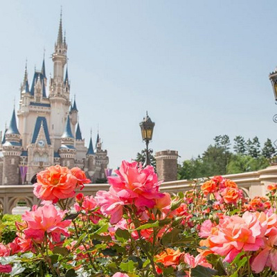 ディズニーランドローズ