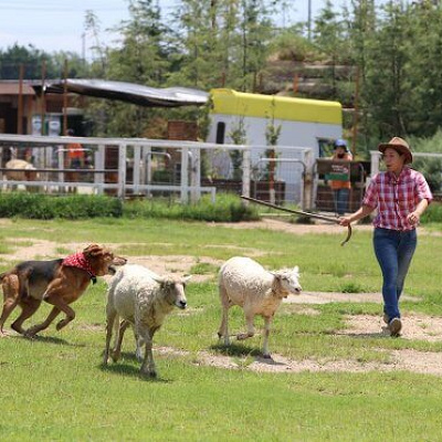 ドッグパフォーマンスショー