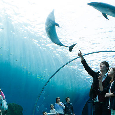 イルカのおなかを見られる「ドルフィンファンタジー」