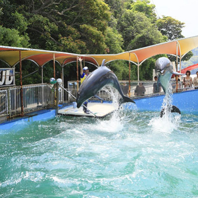 志摩マリンレジャーのイルカたち