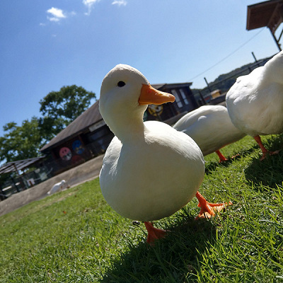 ふれあいゾーンのアヒル