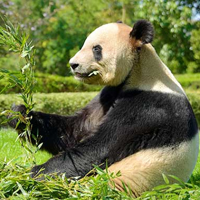 食事中の永明