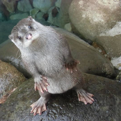 ユーラシアカワウソ