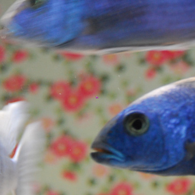 阿蘇ファームランドの体験エリア