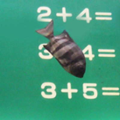 魚のパフォーマンス／京急油壷マリンパーク