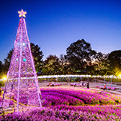 光とアメジストセージの融合