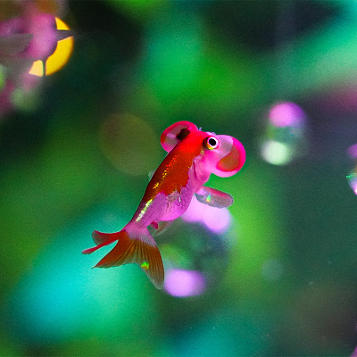 金魚ミュージアム