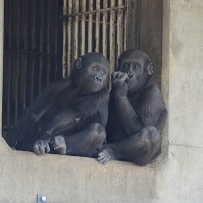 東山動物園のゴリラの歴史