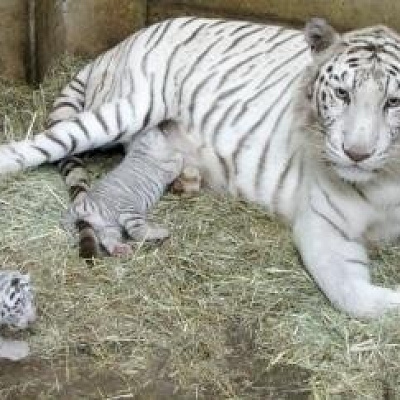 群馬サファリパークの割引