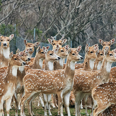 サファリのシカの群れ