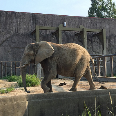 東武動物公園駅の歴史