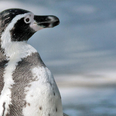 フンボルトペンギン／天王寺動物園