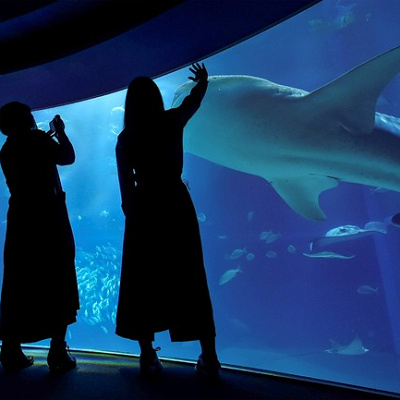 海遊館の水槽前