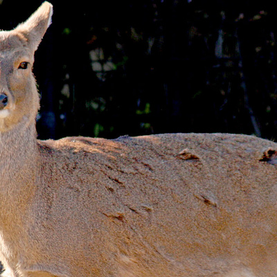 ニホンジカ／天王寺動物園