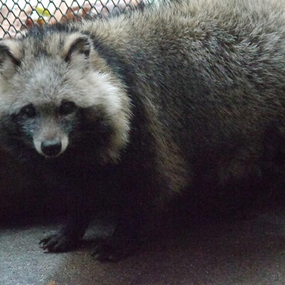 ホンドタヌキ／天王寺動物園