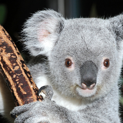 日本有数のコアラ館