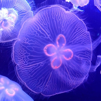 海月空感(くらげくうかん)