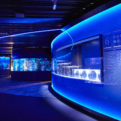 京都水族館のクラゲワンダー