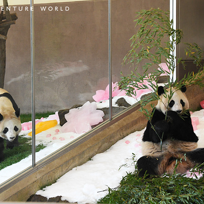 楓浜のお姉さん・双子パンダの桜浜と桃浜