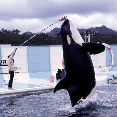 鴨川シーワールド　シャチのトレーニングの様子