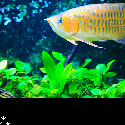 カワスイの魚