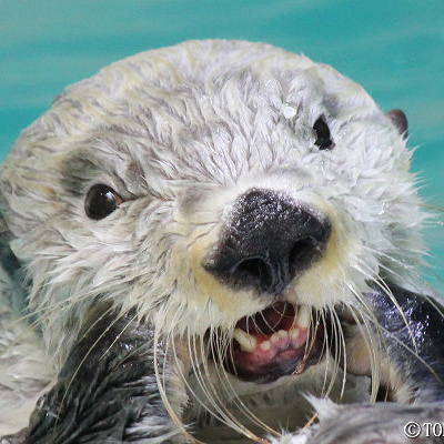 ラッコのキラちゃん