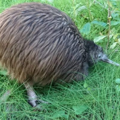 天王寺動物園のキーウィ