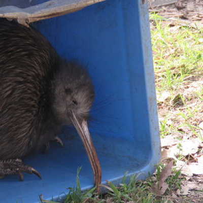 ウトウトするキーウィの様子