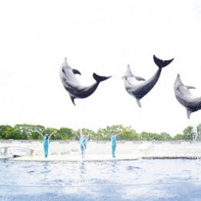 京都水族館のイルカパフォーマンス「YEAH!!」