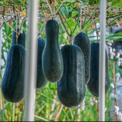 リビング・ウィズ・ザ・ランド