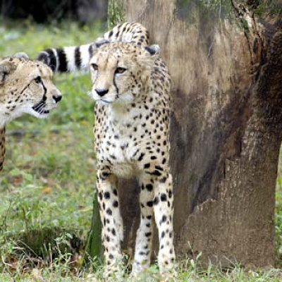 多摩動物公園のランチ・レストラン