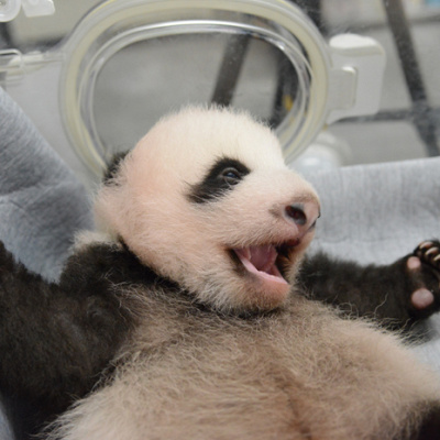 オスの子供パンダ