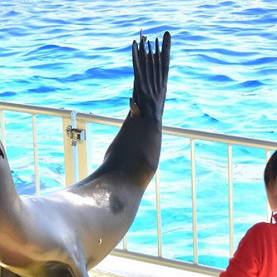 マリンワールドの料金：体験イベントの料金