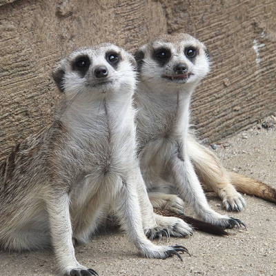 ミーアキャット