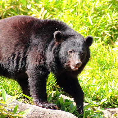 陽気なクマのバルーとの出会い