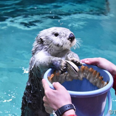 器用に貝をバケツに入れるメイ